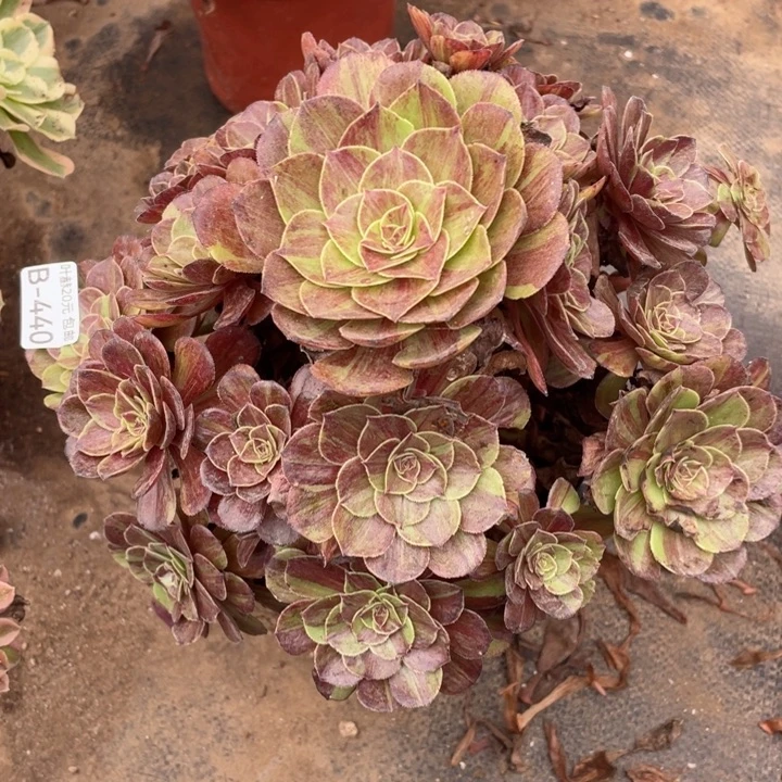 440花月夜多肉。a113456789