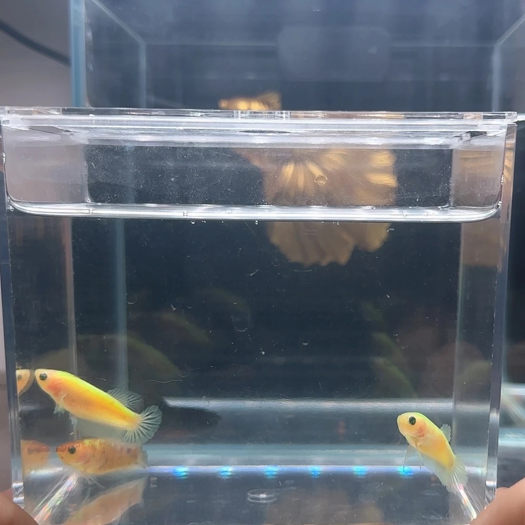 斗鱼活体观赏鱼好养耐活