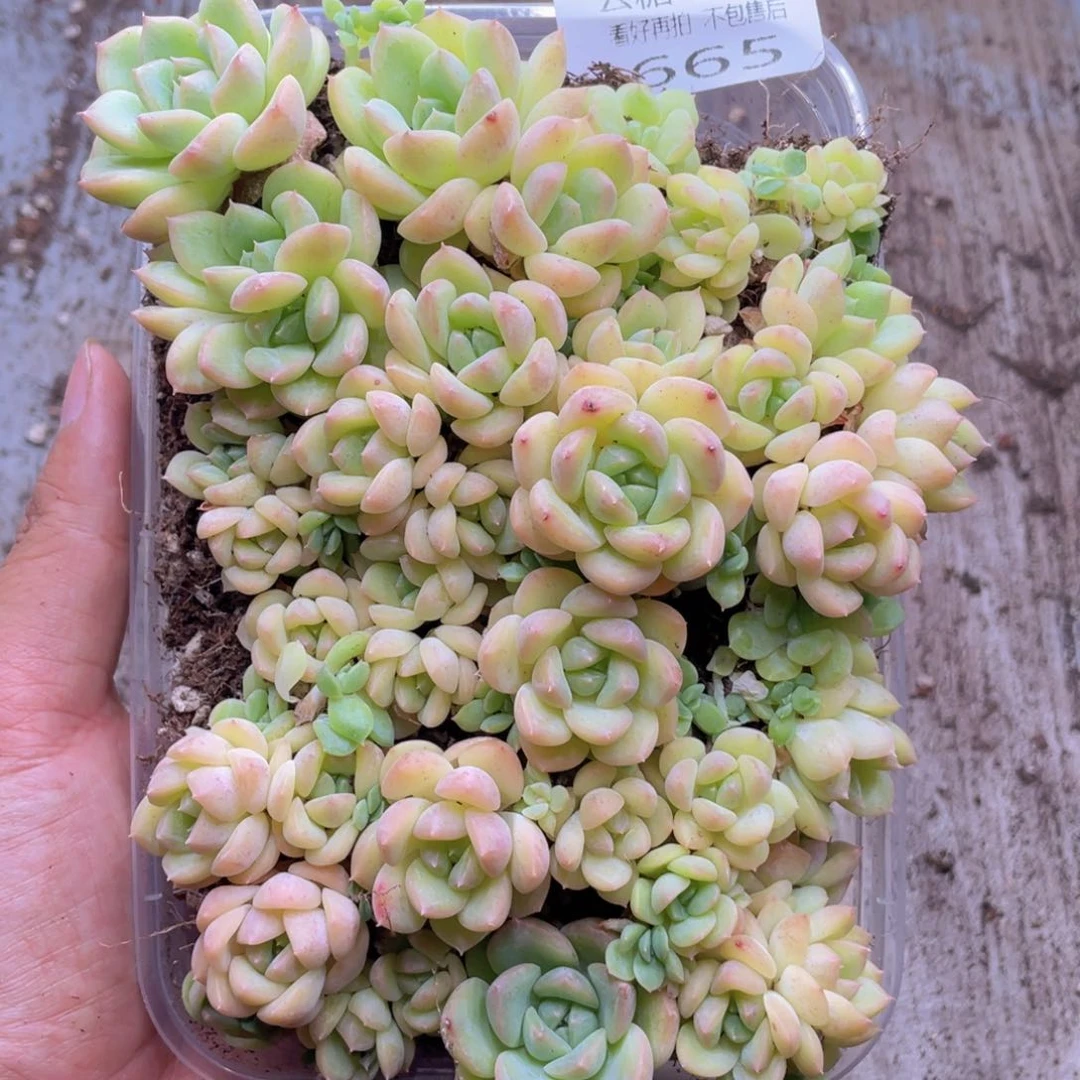 云糖心多肉植物665