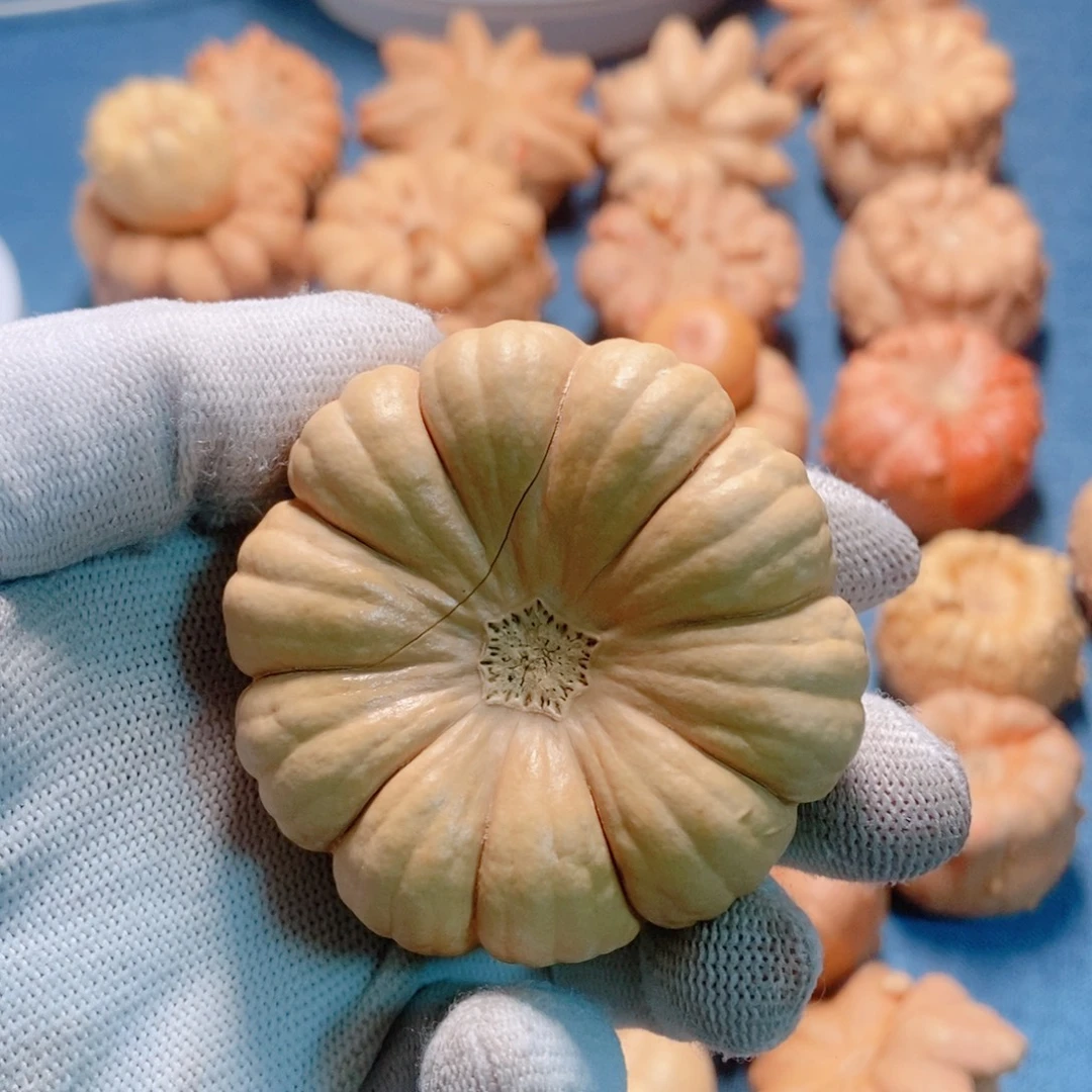 阳***月葫芦墨西哥七彩疙瘩葫芦