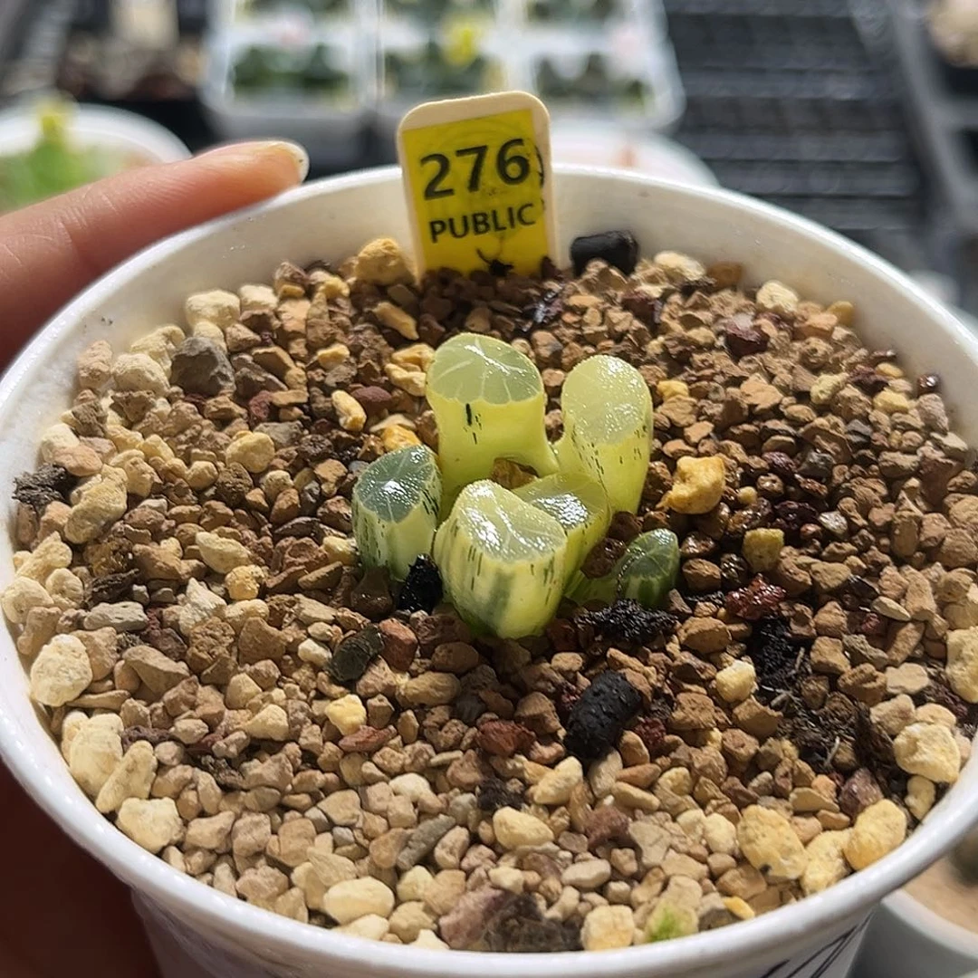276糊斑万象锦福利福利