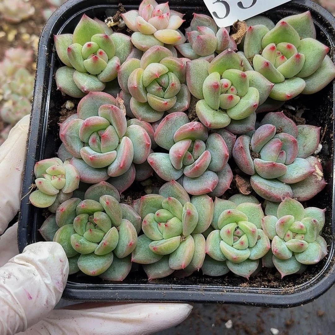 ✧****多肉植物多肉植物35