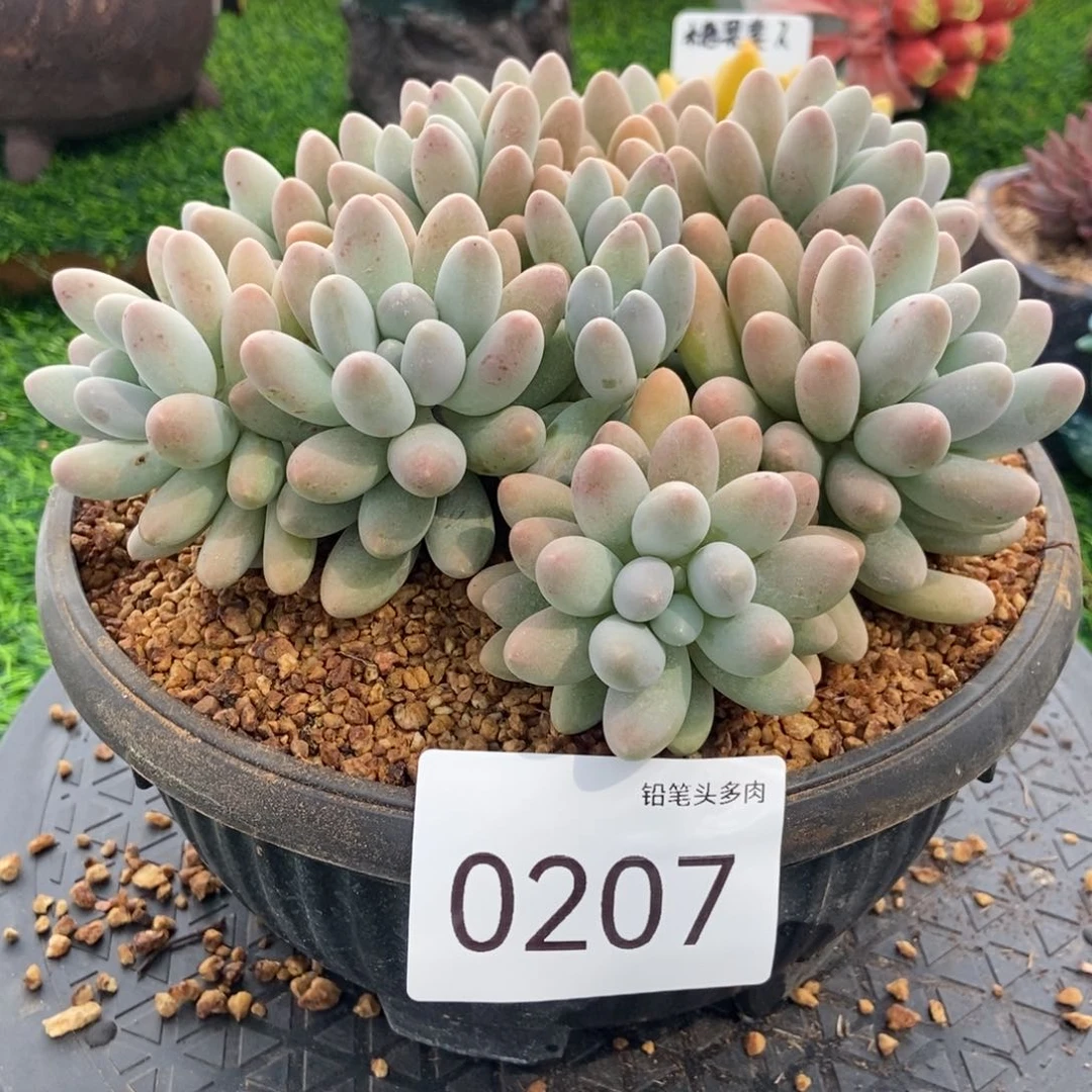 0207号 汤圆 68 肉