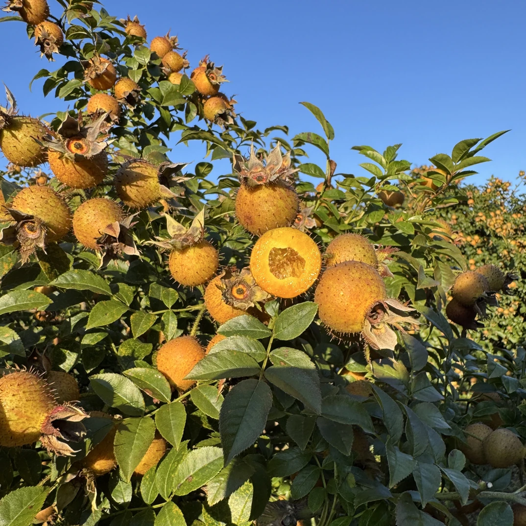 贵州野生金刺梨鲜果现摘现发营养健康可泡酒泡茶榨汁vc无籽酸甜