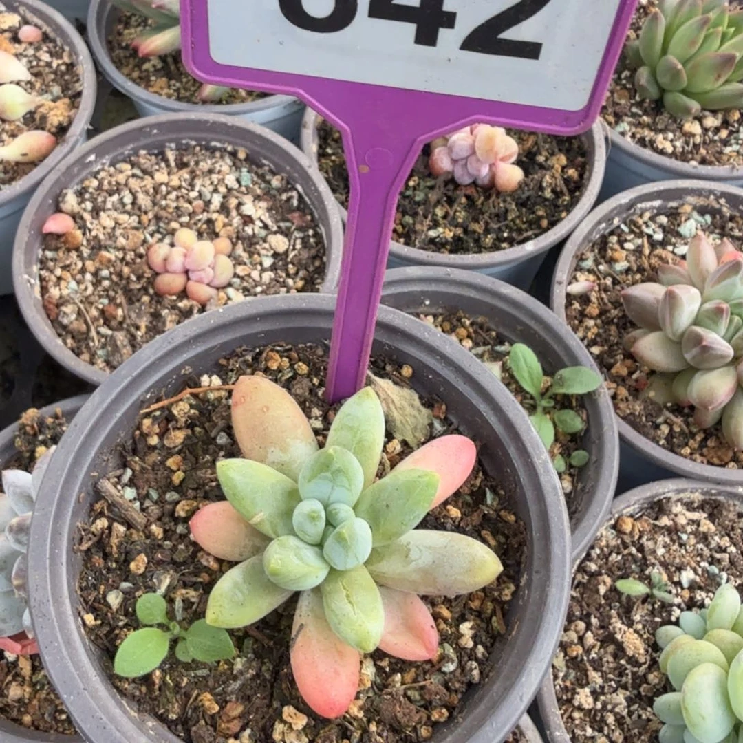 p***d多肉植物漂亮多肉842