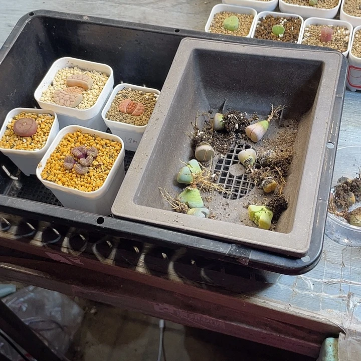 小***余家婆选择是正确选择68