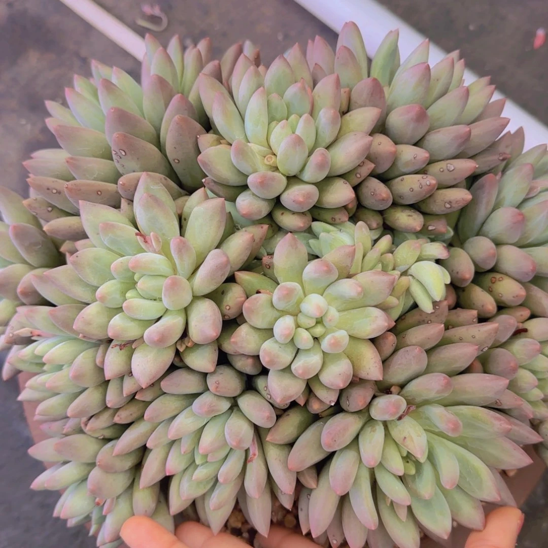 ～****默多肉植物多肉植物