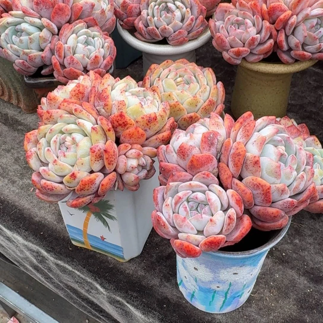 下播福利，两个一组特价