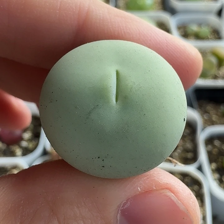 老马生石花2.3鸽子蛋1568