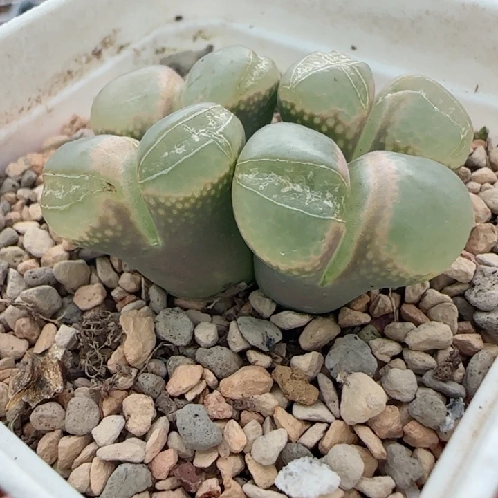 多肉植物母本风铃26号