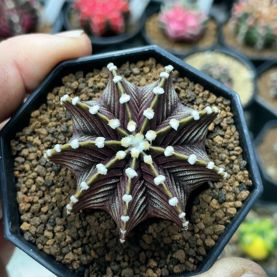 泰系实生根，高绒黑肋骨