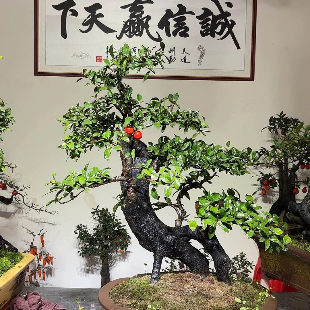 无花朵金弹子盆景