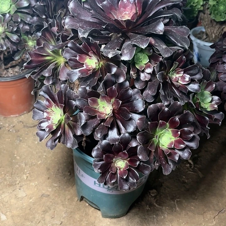 多肉植物噢若拉61