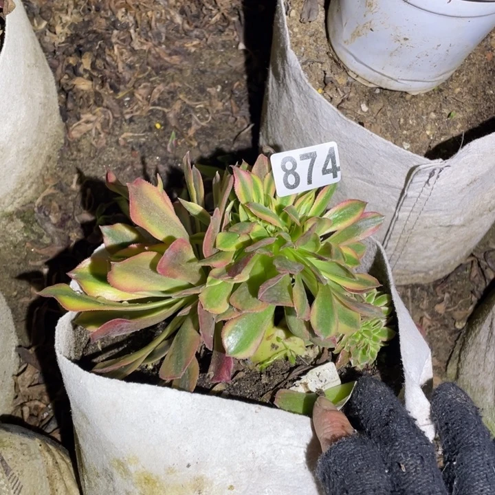 874号洛神缀多肉植物