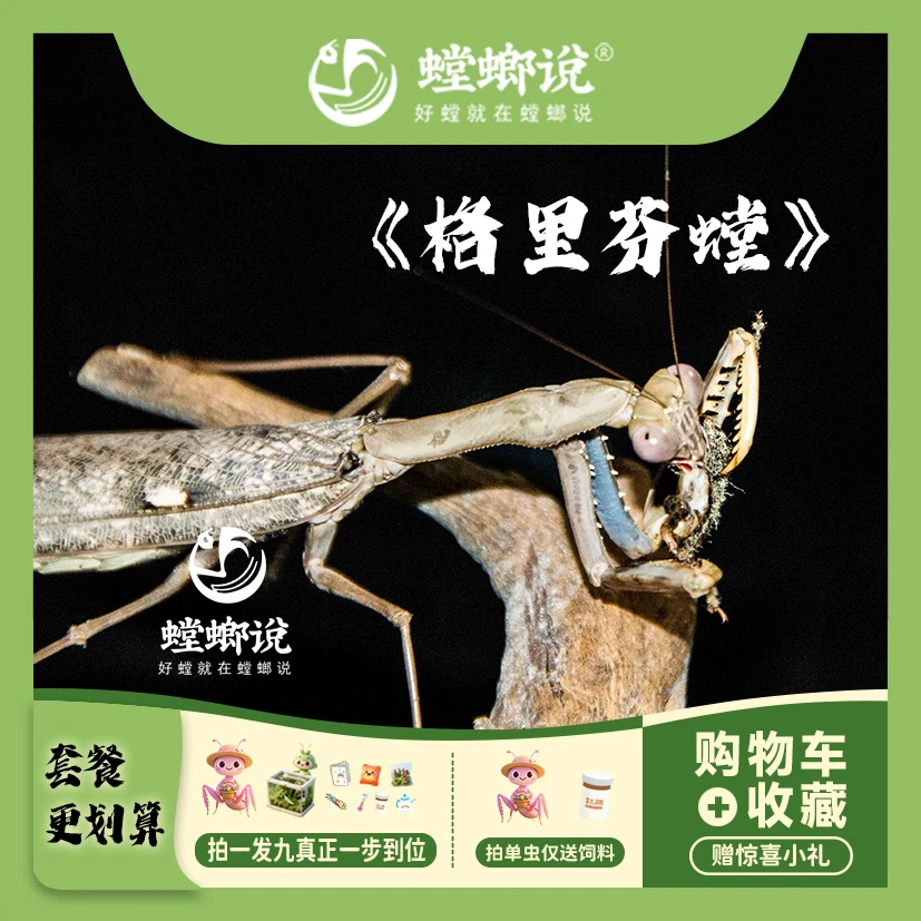 螳螂说经典格里芬螳螂观赏螳螂宠物螳螂指尖宠物桌面宠物螳螂说