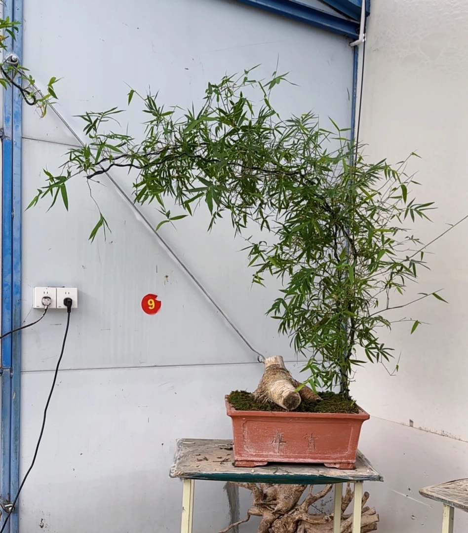 小叶簕竹 怪桩亏米清货