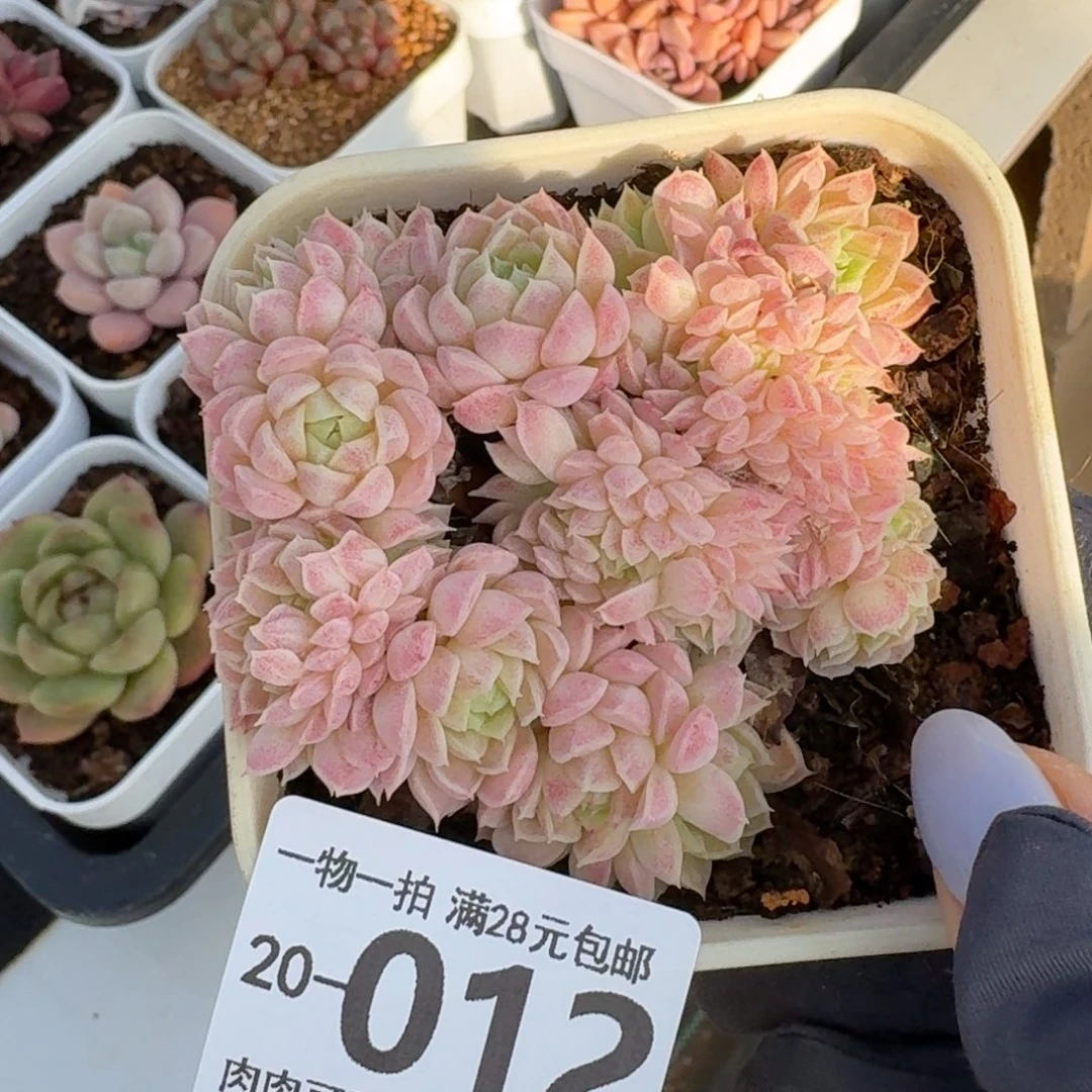 羊脂球缀无盆土发货无