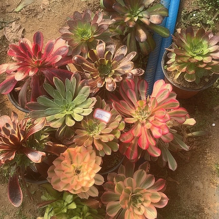 多肉植物小苗20号不包损