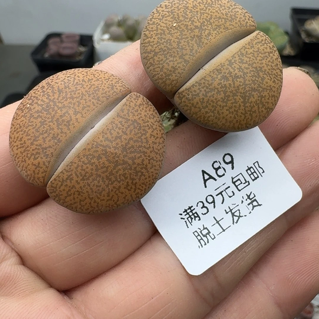 89哈哈哈哈哈哈哈母本哈哈哈哈
