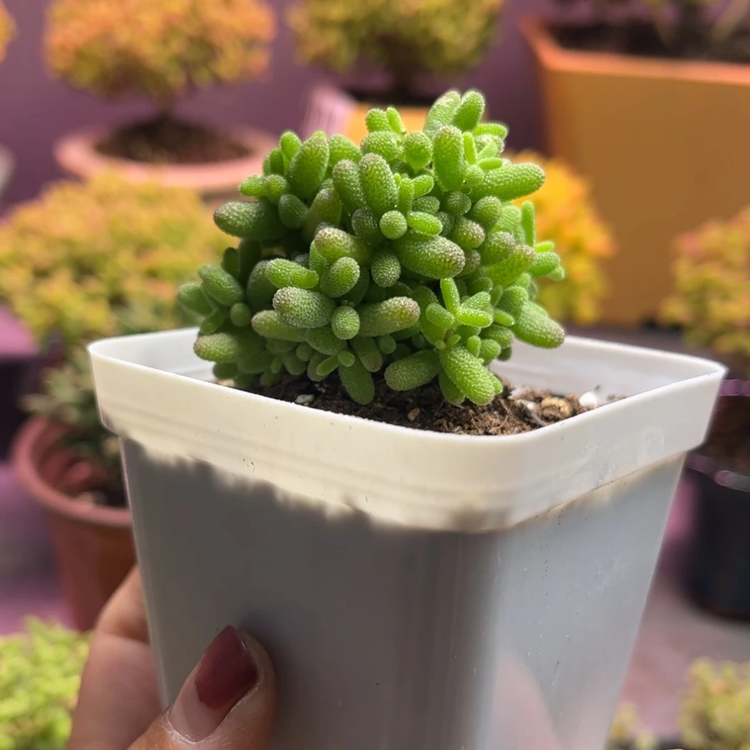 33蜜桔糖球优选枝干番杏