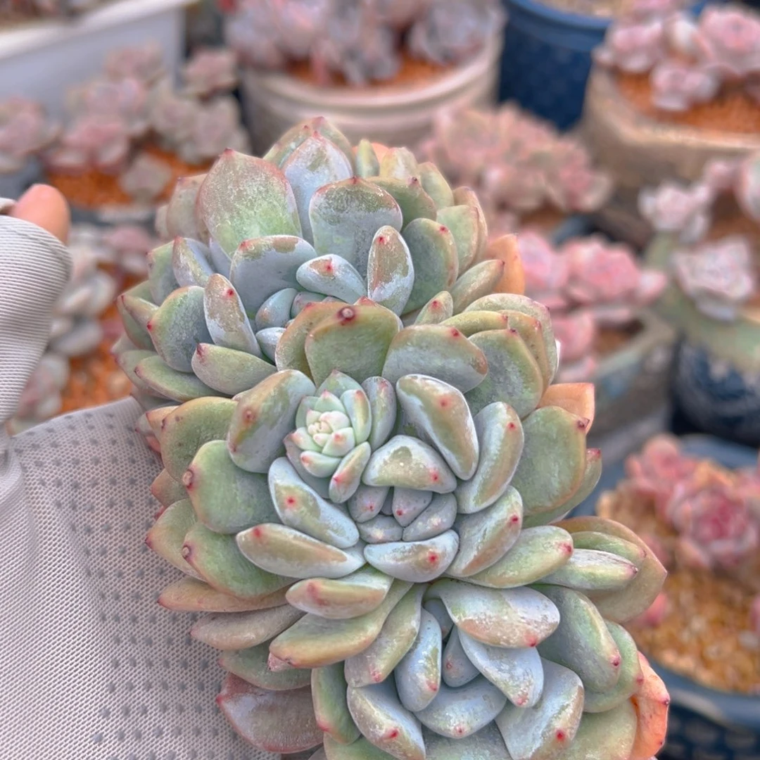 新年快乐 新年快乐