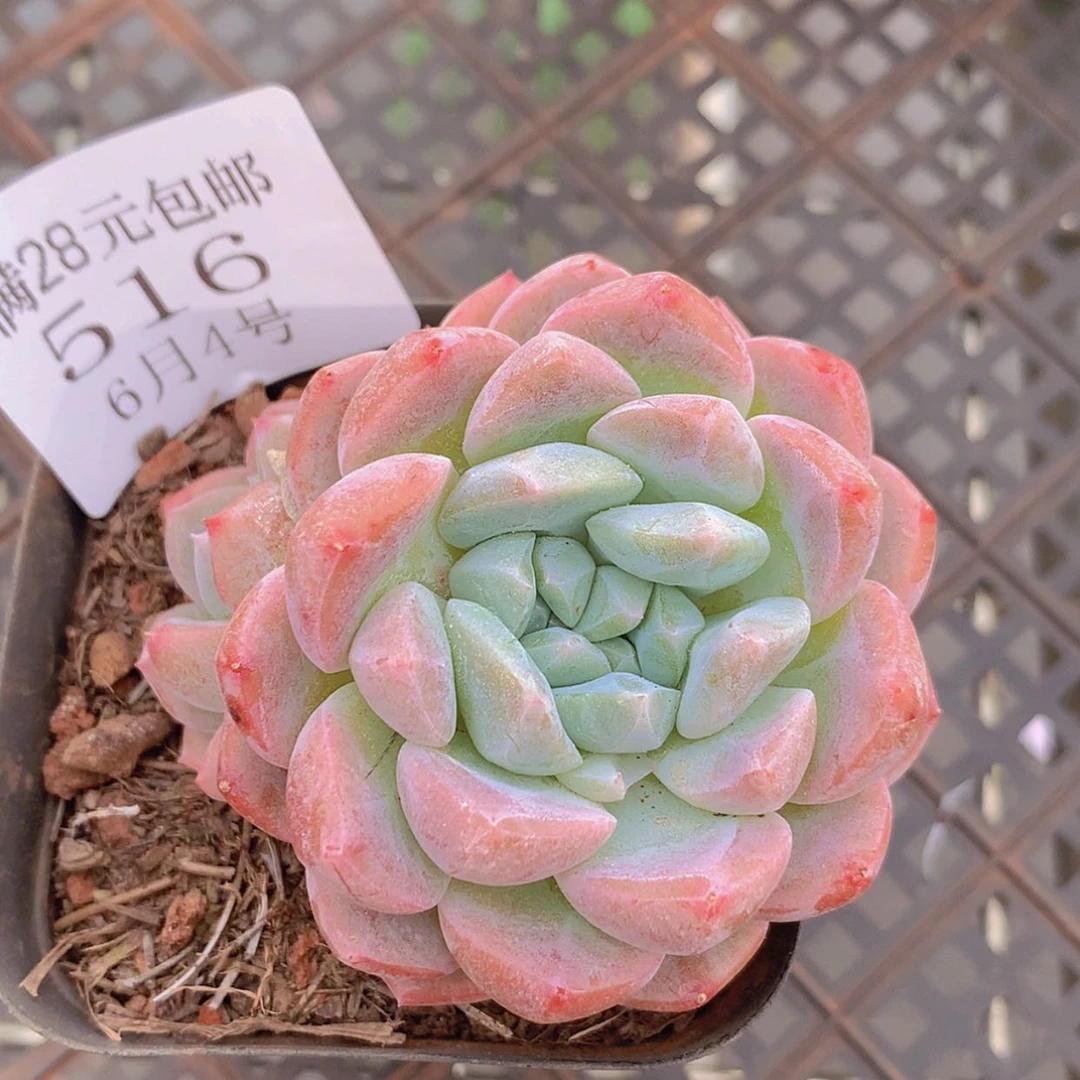 【闪购商品】云516号
