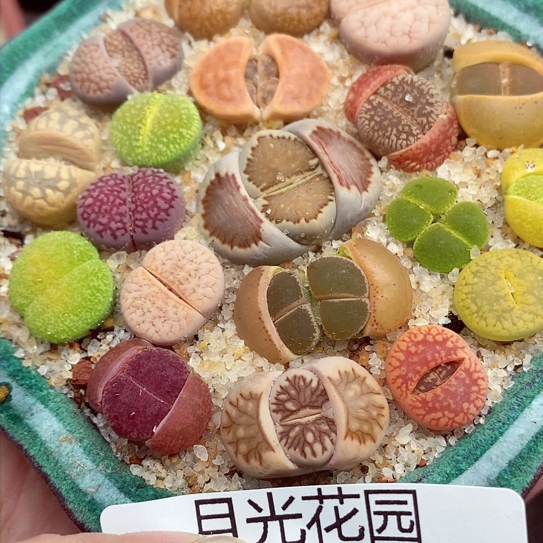 浅**然我会把钱花给他们买305