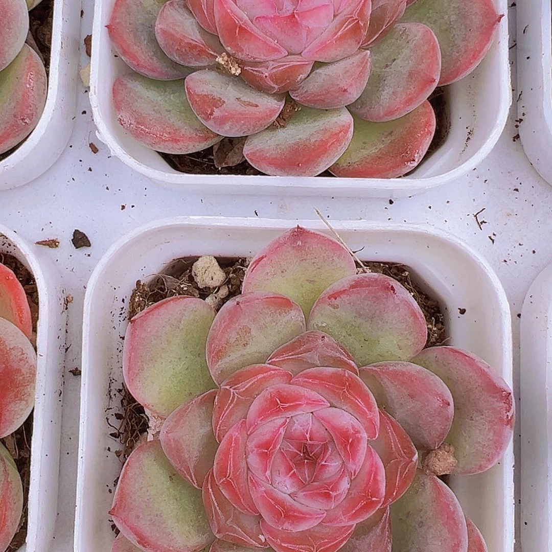 玉琴19包邮多肉植物