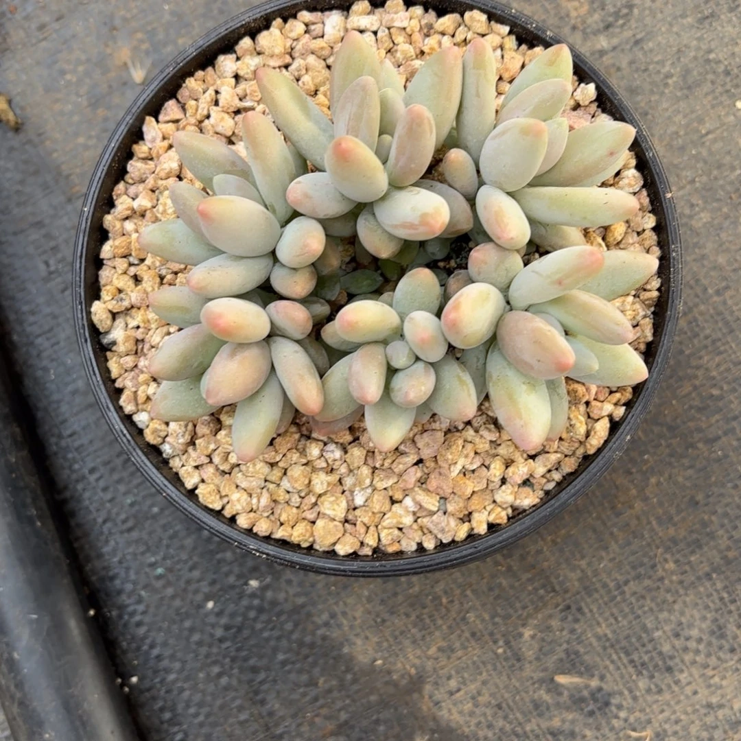 美***绽白兰地，多肉植物寄养