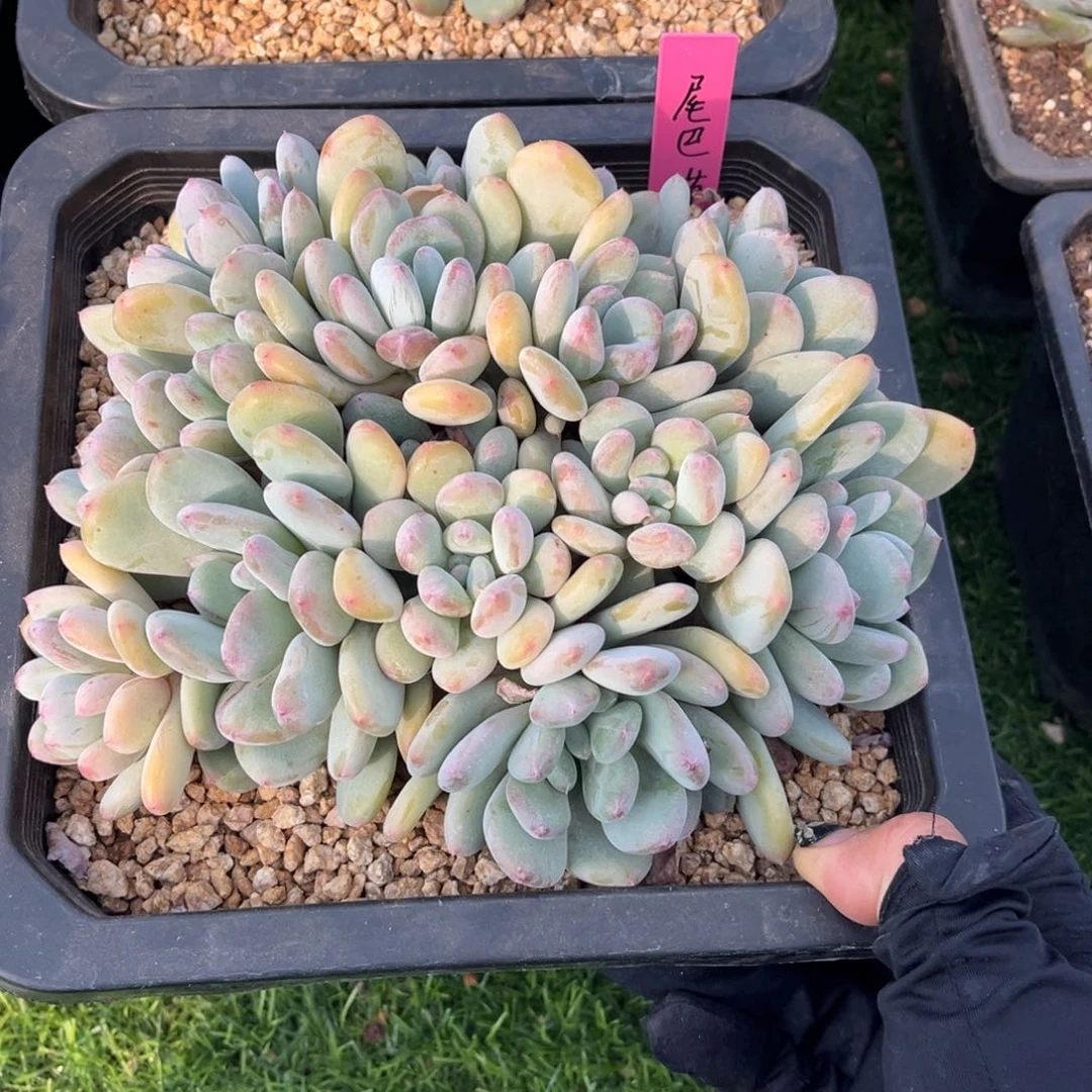 尾*草胭脂雪美人寄养，，，