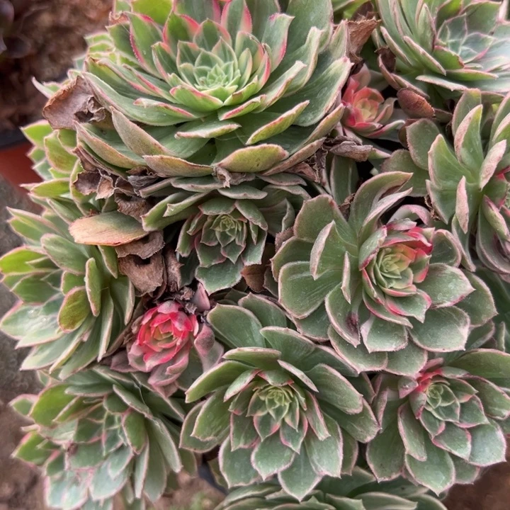 多肉植物586不售后