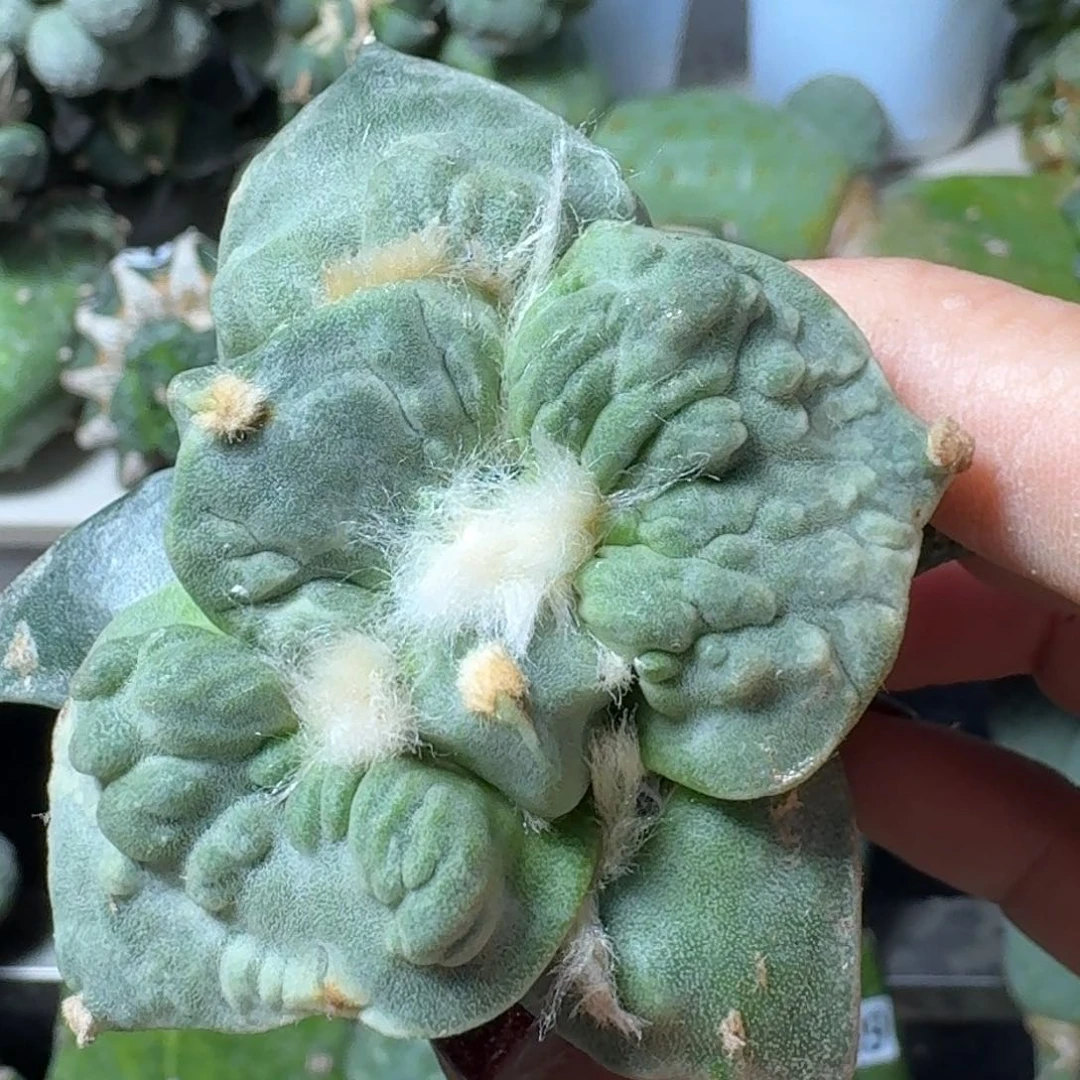 【闪购商品】无花朵A****沫栗源128