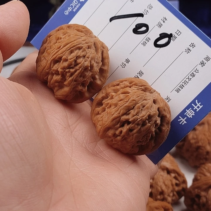 福利3.6白狮子一只有黄尖不退不换