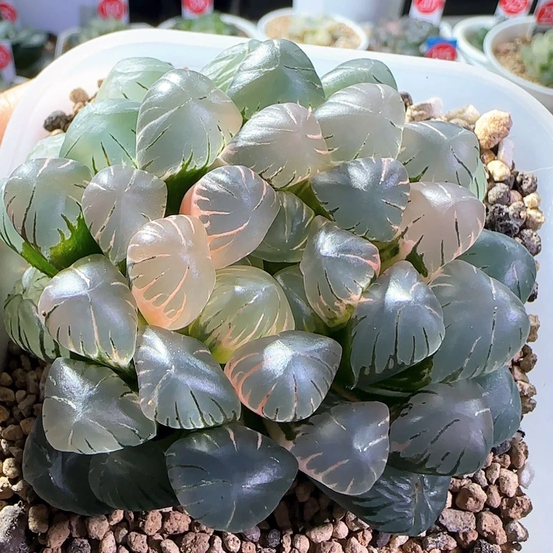 484号大窗冰灯玉露锦一物一拍带盆