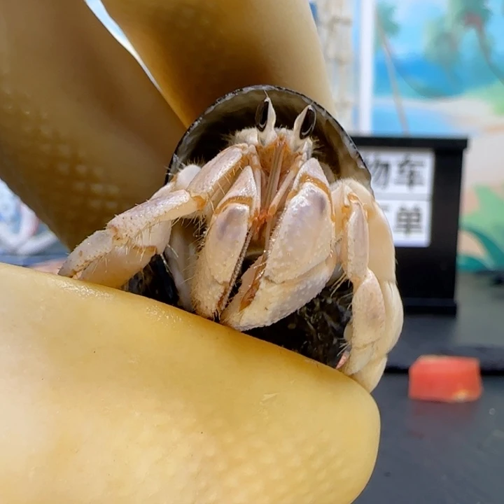 A2紫钳灰白1.4cm口径