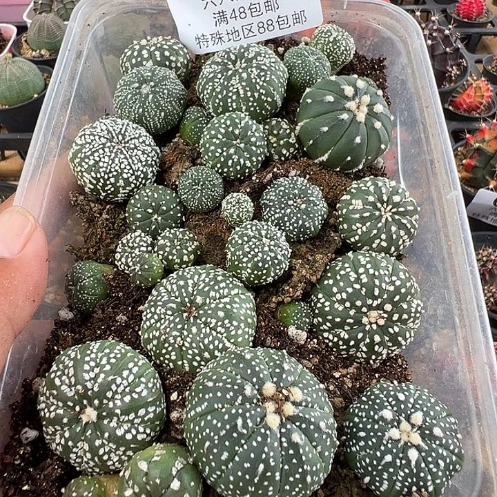 影***儿862号实生兜一盒仙人球