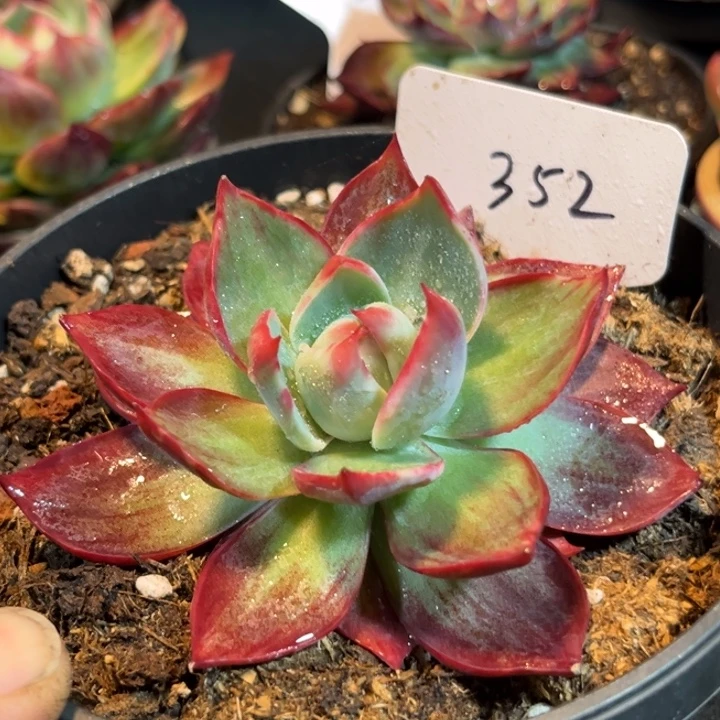 惊鸿一物一拍包装收缩花旱352