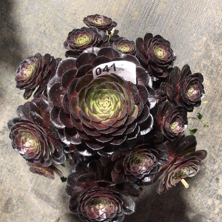 041黑寡妇多肉法师