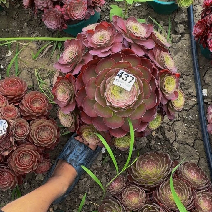贝壳花27-15包邮花花