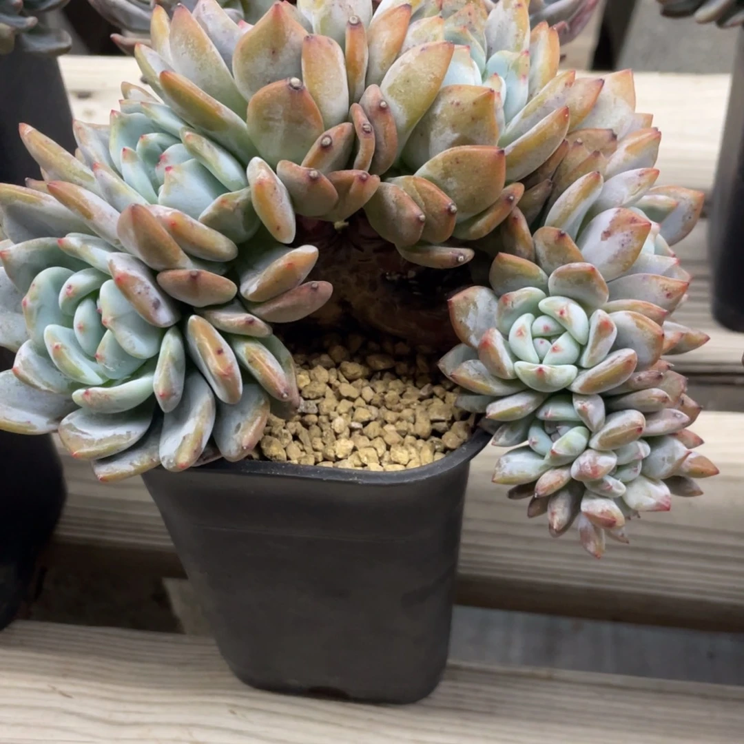 石榴子星影缀化十头一头一桩