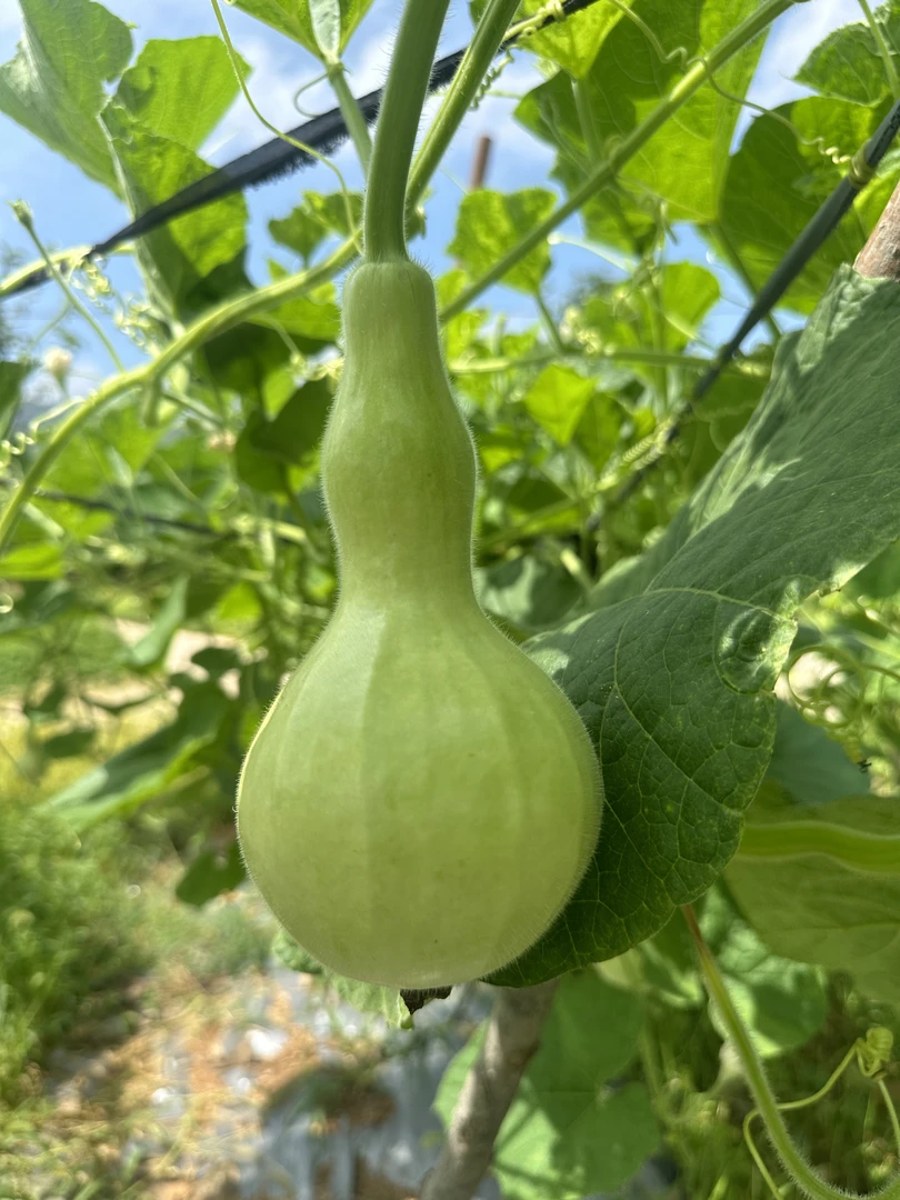 精品水果蔬菜葫芦