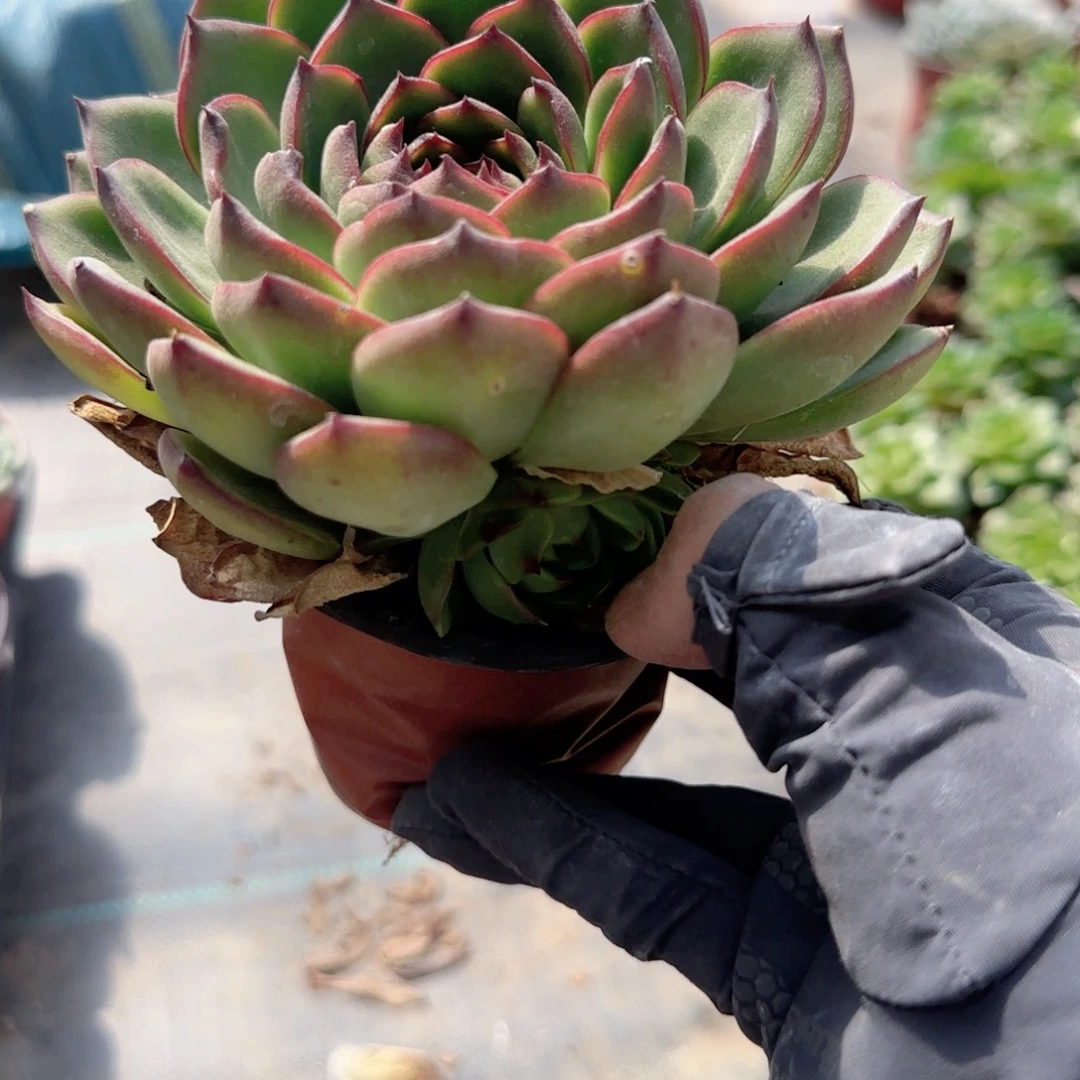 无花朵120月亮石单头带崽