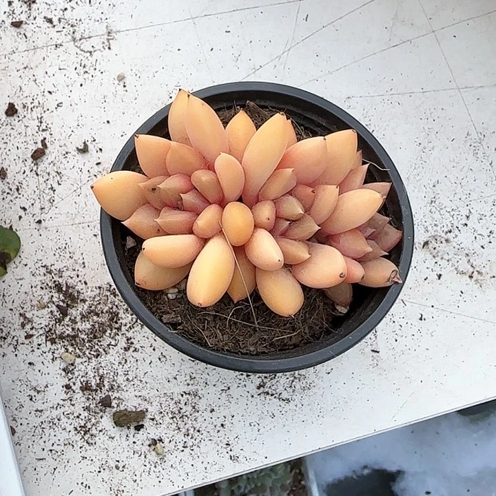 心****师青蛙王子儿童牙膏111