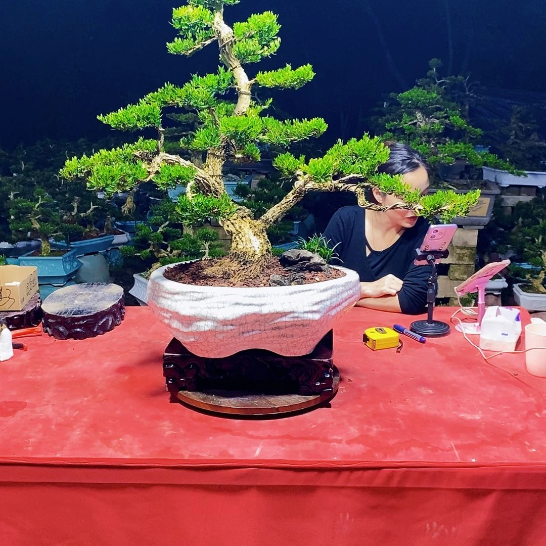 完全开放广东黄杨盆景