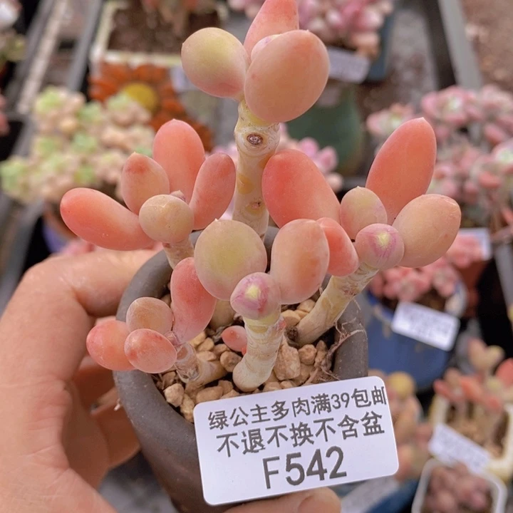 芒果奶7cm542多肉植物