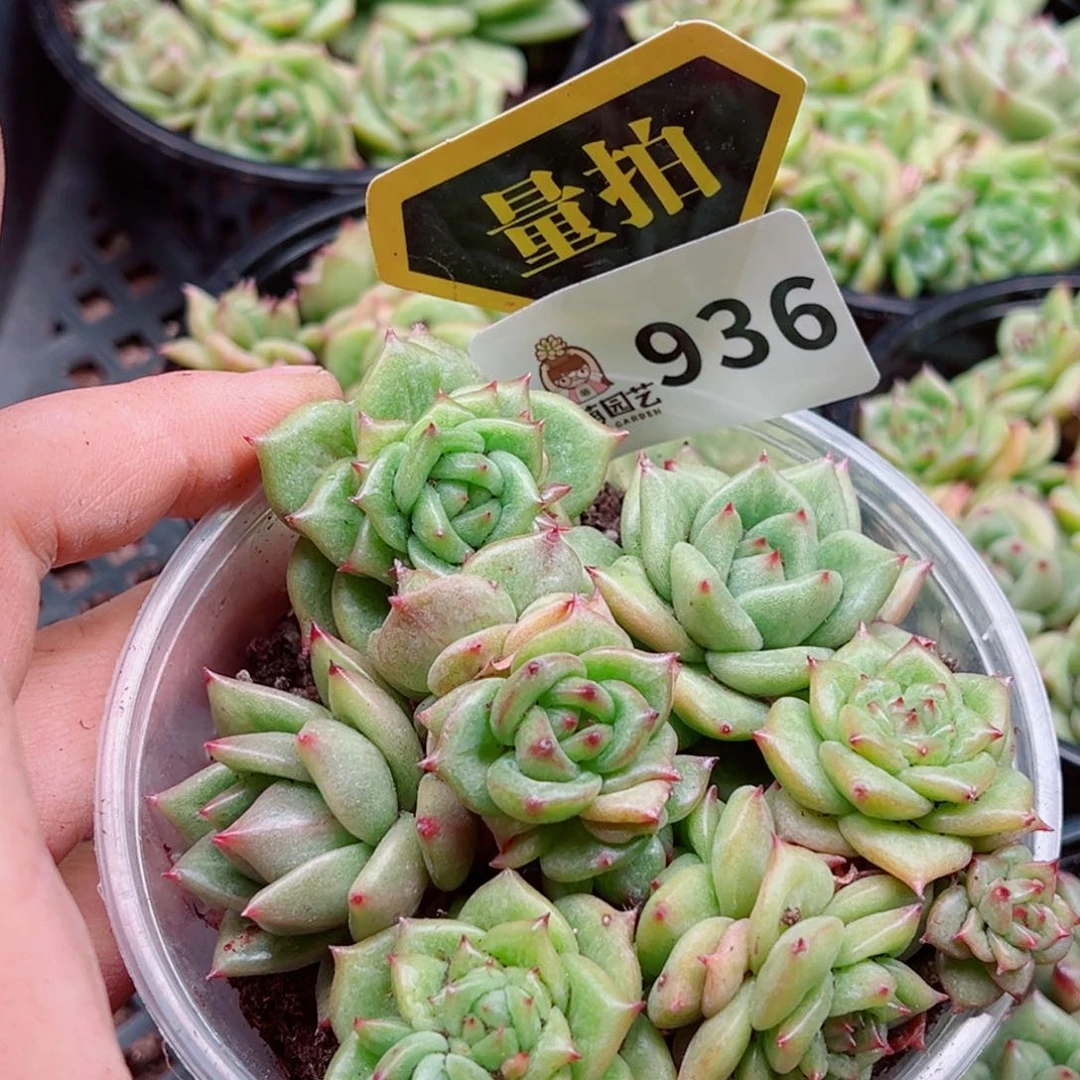 多肉植物多肉植物