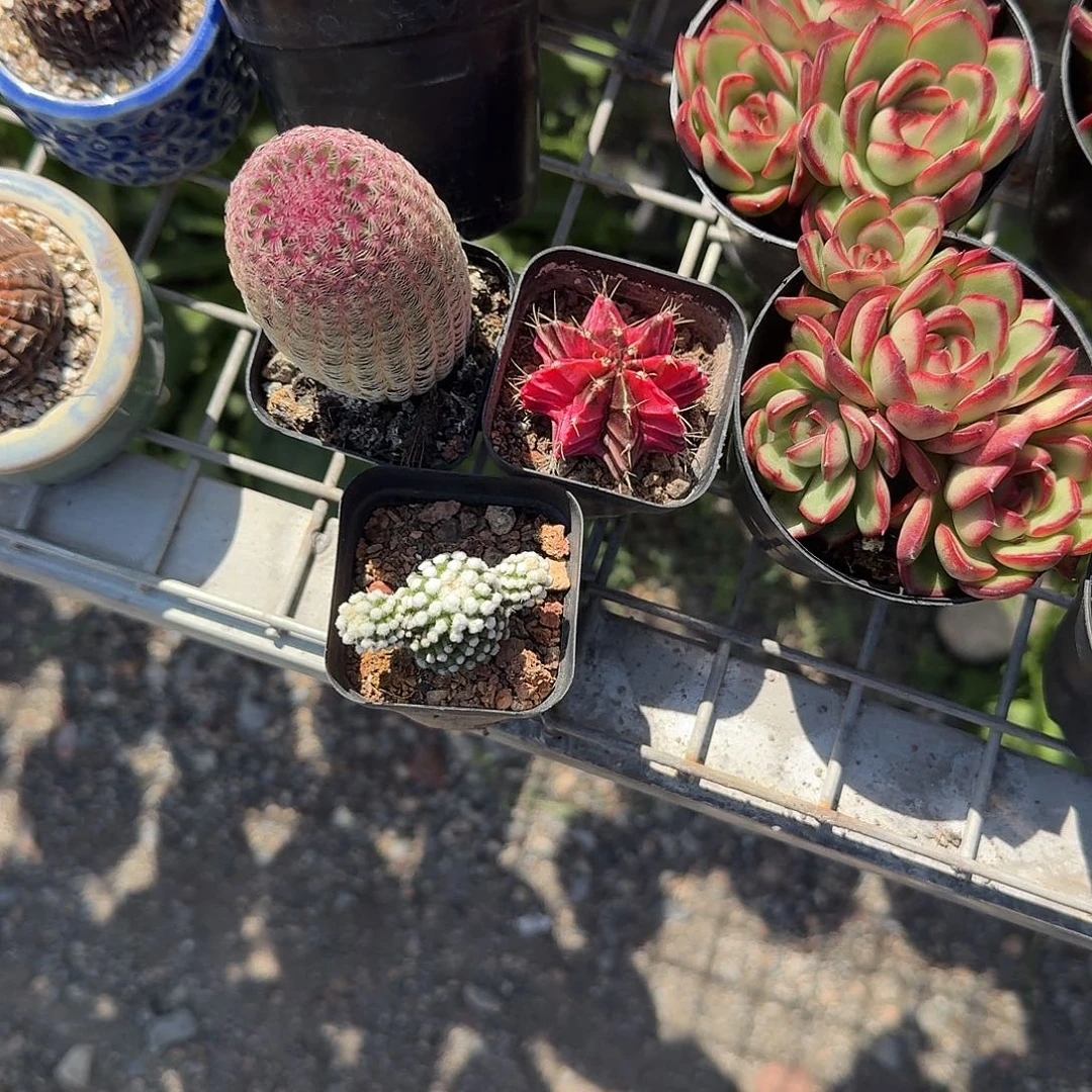 吐***萄红太阳肋骨牡丹家明日香鸡