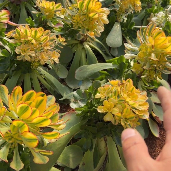 太阳神嫁接9.9的啊啊