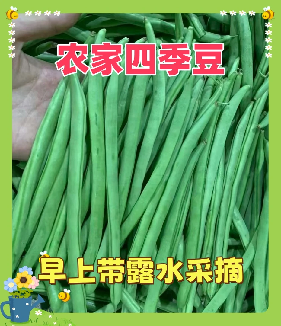 【三斤福利】露天农家自种四季豆新鲜脆嫩多汁当季时令蔬菜现摘现发