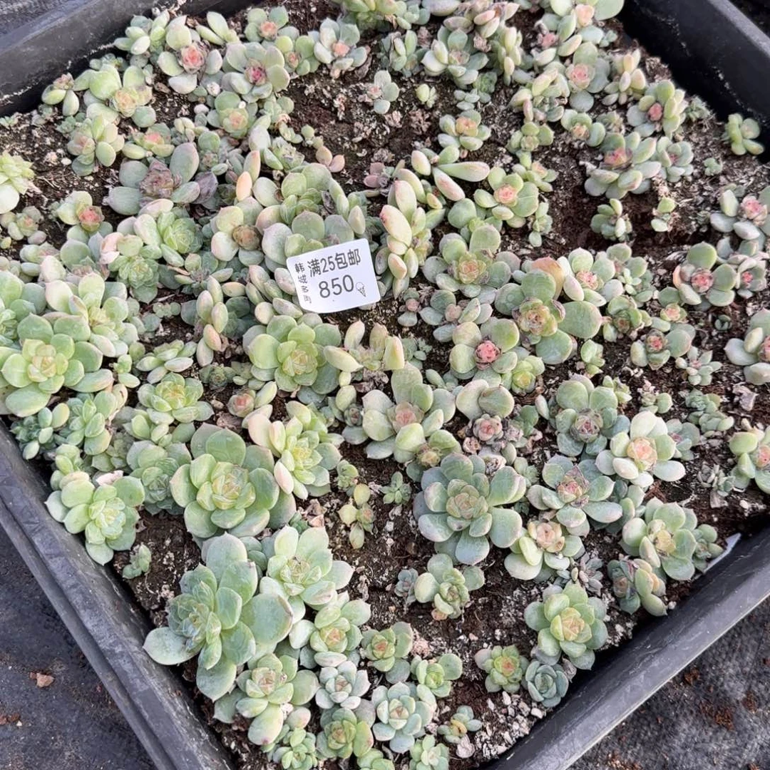850 映月一盘满20包邮